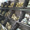 Aguacate  a la venta